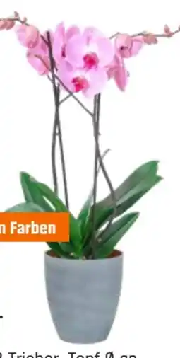 OBI Schmetterlingsorchidee Angebot