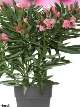 OBI Grow By Obi Oleander Busch Angebot