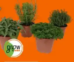 OBI Grow By Obi Italienische Kräuter Angebot