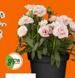 OBI Grow By Obi Gartennelke Mountain Frost Angebot