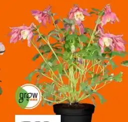 OBI Grow By Obi Akelei Angebot