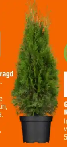 OBI Grow By Obi Lebensbaum Smaragd Angebot