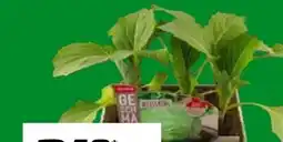 OBI Weißkohl Brassica Angebot