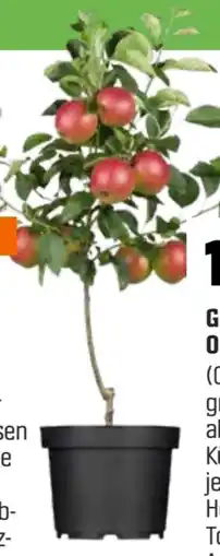 OBI Grow By Obi Zwergobst Angebot