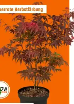 OBI Grow By Obi Fächerahorn Atropurpureum Angebot
