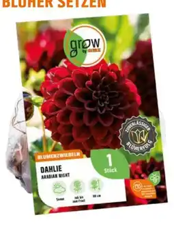 OBI Grow By Obi Blumenzwiebeln Angebot