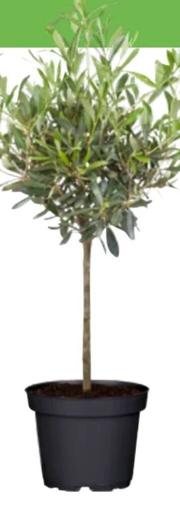 sansevieria trifasciata whitney Sansevieria monshine whitney – Succulentasia main image 0