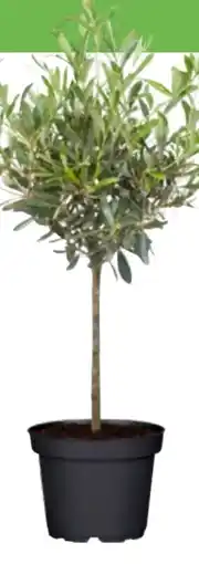 OBI Grow By Obi Olivenbaum-Stamm Angebot