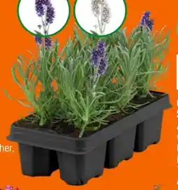 OBI Grow By Obi Lavendel Angebot