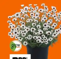 OBI Grow By Obi Marokkanisches Gänseblümchen Angebot