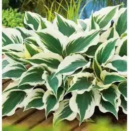 OBI Grow By Obi Funkie Angebot