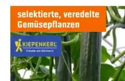 OBI Kiepenkerl Schlangengurke Cyrano Angebot