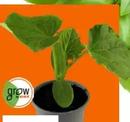 OBI Grow By Obi Gurkenpflanzen Angebot