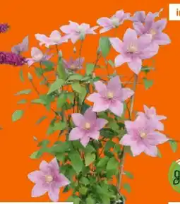 OBI Waldrebe Angebot