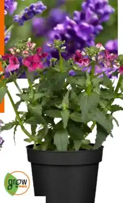 OBI Grow By Obi Elfenspiegel Angebot