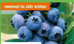 OBI Grow By Obi Heidelbeere Hortblue Petite Angebot