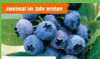 OBI Grow By Obi Heidelbeere Hortblue Petite Angebot