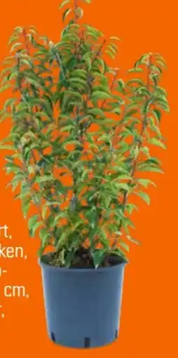 OBI Portugiesischer Kirschlorbeer Angebot