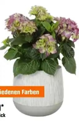 OBI Grow By Obi Zimmerhortensie Angebot