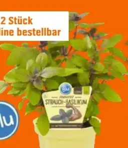 OBI Blu Bio Strauchbasilikum Angebot