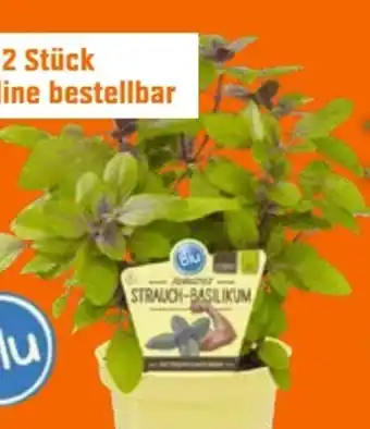 OBI Blu Bio Strauchbasilikum Angebot