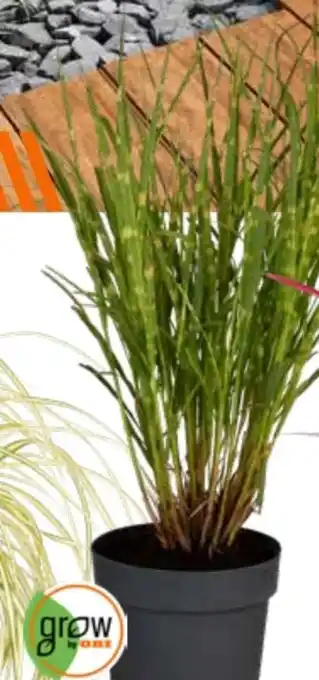 OBI Grow By Obi Zebraschilf Strictus Dwarf Angebot