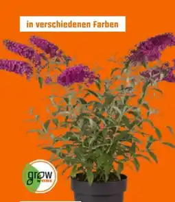 OBI Grow By Obi Sommerflieder Angebot