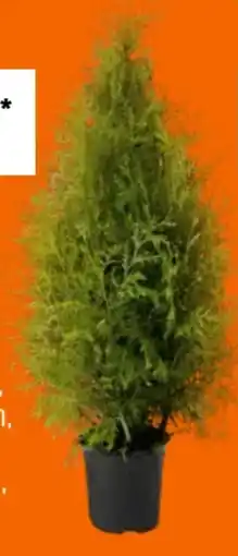 OBI Hecken-Set Lebensbaum Angebot