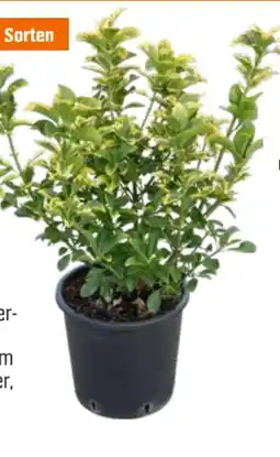 OBI Grow By Obi Japanischer Spindelstrauch Angebot