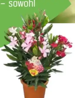 OBI Grow By Obi Oleander Trio Angebot