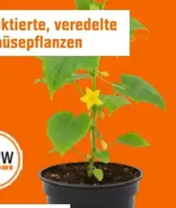OBI Grow By Obi Gemüsepflanzen Angebot