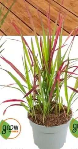 OBI Grow By Obi Blutgras Red Baron Angebot
