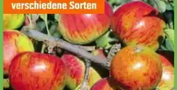 OBI Grow By Obi Bio-Apfelbäume Angebot