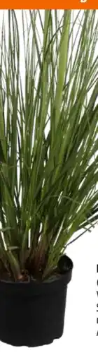 OBI Pampasgras Angebot