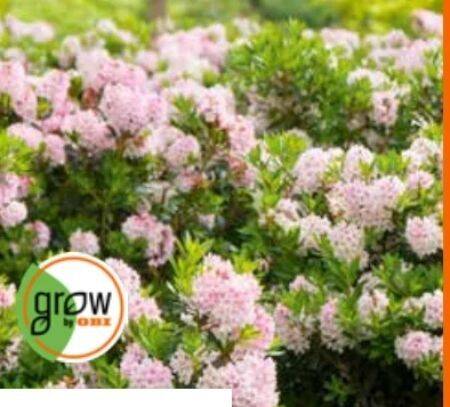 Grow By Obi Rhododendron Bloombux 1 stk Angebot bei OBI