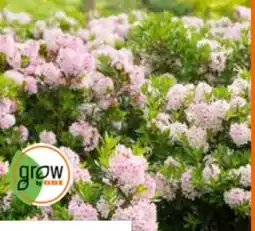 OBI Grow By Obi Rhododendron Bloombux Angebot