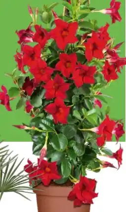 OBI Grow By Obi Dipladenie Sundevillea Pyramide Angebot