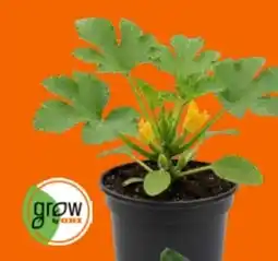 OBI Grow By Obi Zucchini Pflanzen Angebot