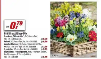 toom Baumarkt Frühlinggsblüher-mix Angebot