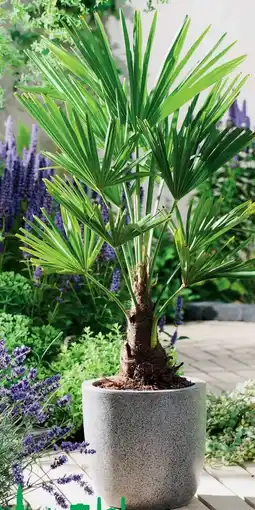 Hagebau Chinesische Hanfpalme Angebot