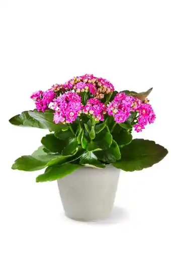 Kaufland Kalanchoe Angebot