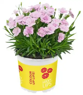 Kaufland Nelke Angebot