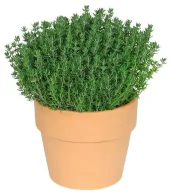 Kaufland Kräuter Angebot