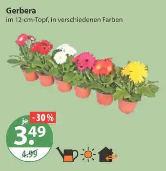 V Markt Gerbera Angebot