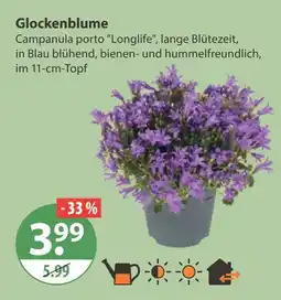 V Markt Glockenblume Angebot