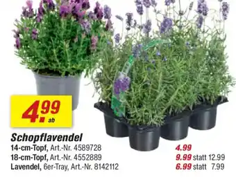 toom Baumarkt Schopflavendel Angebot