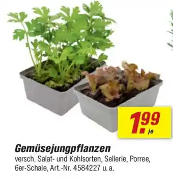 toom Baumarkt Gemüsejungpflanzen Angebot