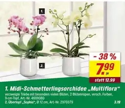 toom Baumarkt 1. Midi-Schmetterlingsorchidee,,Multiflora" Angebot
