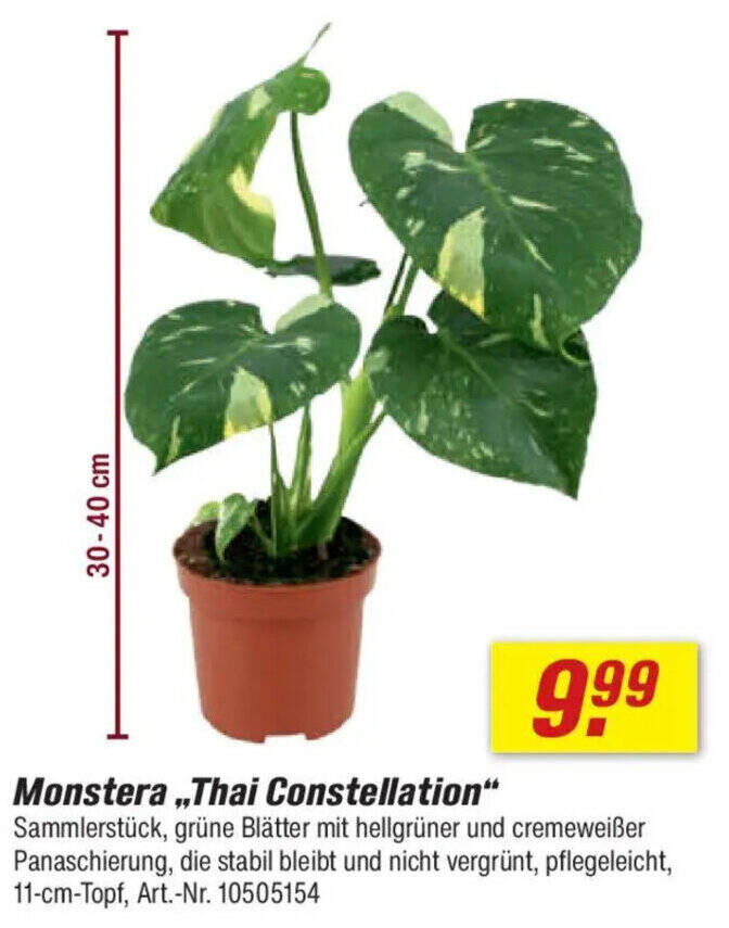Monstera,,Thai Constellation" Angebot bei toom Baumarkt