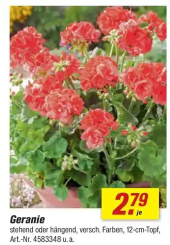 toom Baumarkt Geranie Angebot